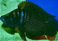 Altolamprologus calvus black