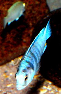 Labidochromis chisumulae male and female1